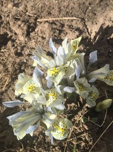 irisi reticulata