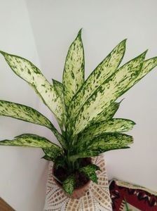 Dieffenbachia Vesuvius