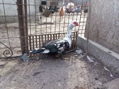 Rățoi leșesc bălțat 2018