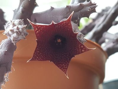 Huernia pendula-cea mai harnica in 2019