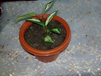 Multumesc Auricam