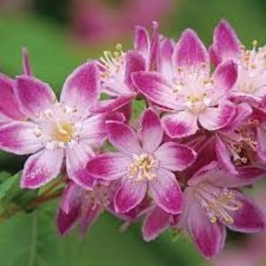 Deutzia -1