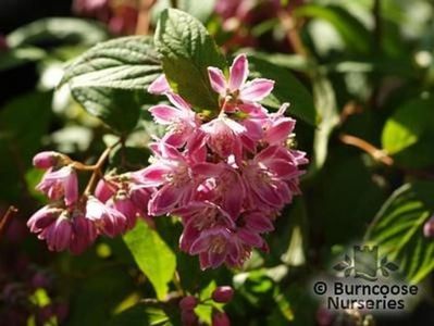 deutzia_hybrids_strawberry_fields_1535