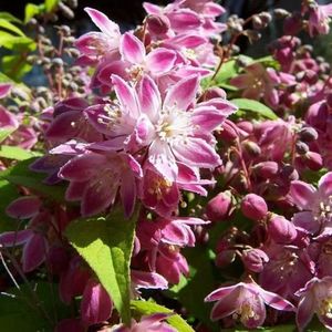 Deutzia_x_hybrida_Strawberry_Field_4_800x