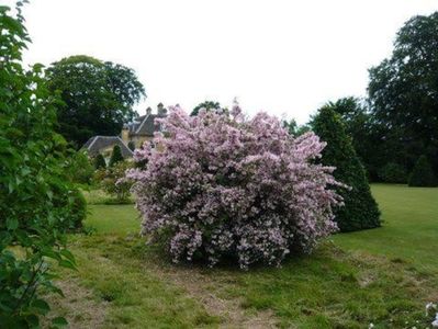 kolkwitzia_amabilis_pink_cloud_2_resized