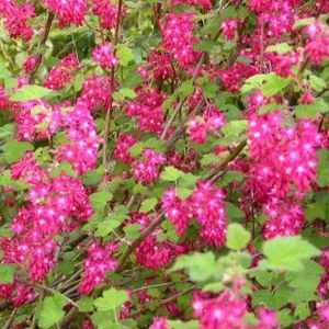 Ribes sanguineum 'Pulborough Scarlet'-1