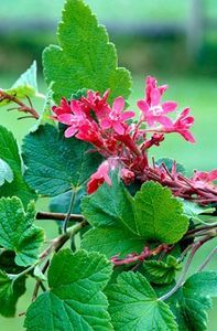 Ribes sanguineum 'Pulborough Scarlet'-3