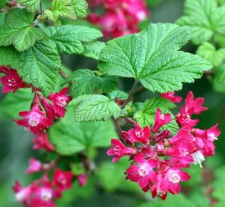 Ribes sanguineum 'Pulborough Scarlet'-4