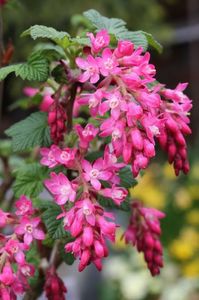 Ribes-sanguineum-Pulborough-Scarlet-9