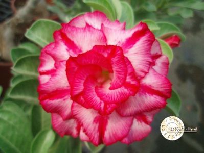 COD 19; DOAR LA COMANDA
