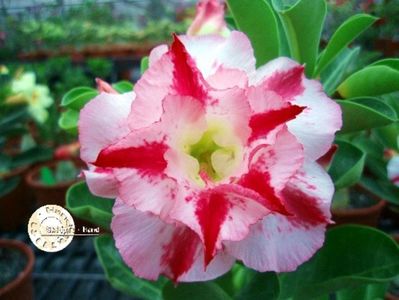 COD 22; PRET 1.9 LEI/SAMANTA
