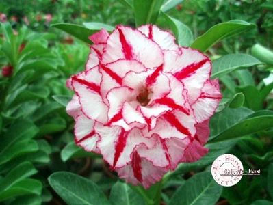 COD 36; DOAR LA COMANDA
