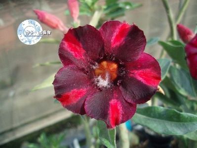 COD 42; PRET 1.72 LEI/SAMANTA
