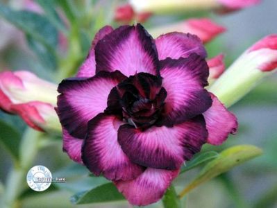 COD 49; PRET 2.5 LEI/SAMANTA
