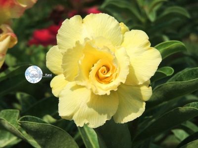 COD 55; PRET 1.9 LEI/SAMANTA
