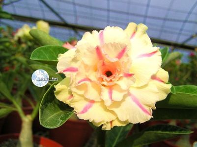 COD 57; DOAR LA COMANDA
