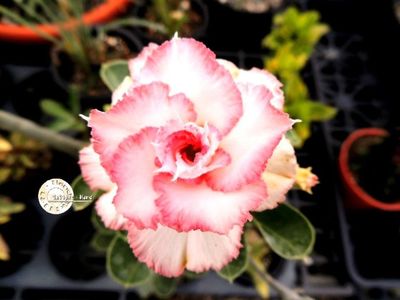 COD 64; PRET 1.72 LEI/SAMANTA
