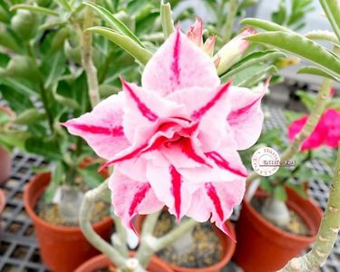 COD 76; DOAR LA COMANDA
