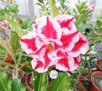 COD 78; DOAR LA COMANDA
