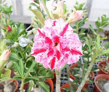 COD 89; PRET 1.72 LEI/SAMANTA
