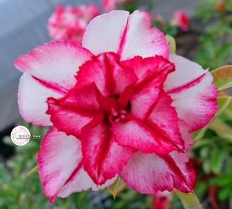 COD 93; PRET 1.72 LEI/SAMANTA
