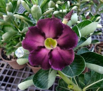 COD 99; DOAR LA COMANDA
