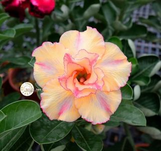 COD 101; PRET 1.9 LEI/SAMANTA
