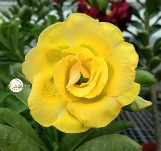 COD 107; PRET 2 LEI.SAMANTA
