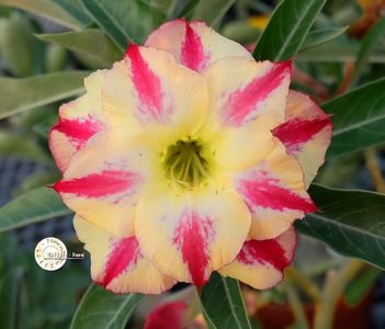 COD 116; DOAR LA COMANDA
