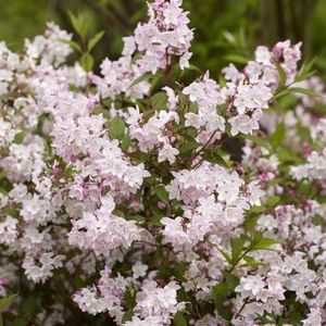 DEUTZIA-KALMIIFLORA-2