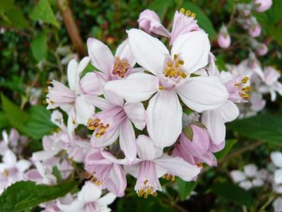 deutzia_x_hybrida_mont_rose_6