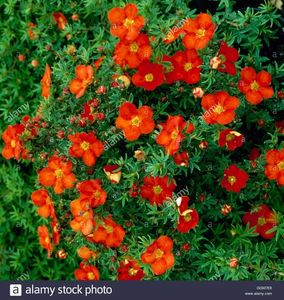 potentilla-fruticosa-`red-ace-trs029268-GGM7E8