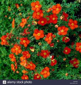 potentilla-fruticosa-`red-ace-trs029268-GGM7E8