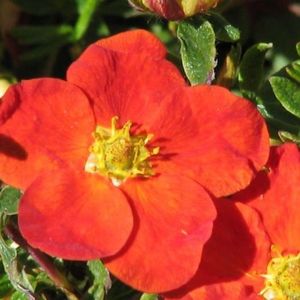 -potentilla-fruticosa-red-ace-4