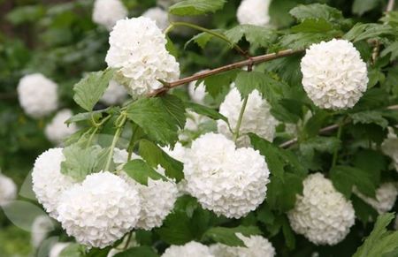 Viburnum opulus Roseum