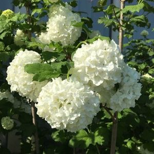 Viburnum-opulus-Palla-di-Neve-2