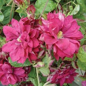 clematis-red-star