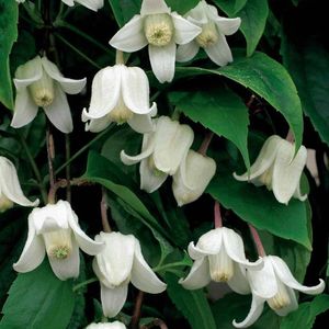 Clematis Winter Beauty- de cautat