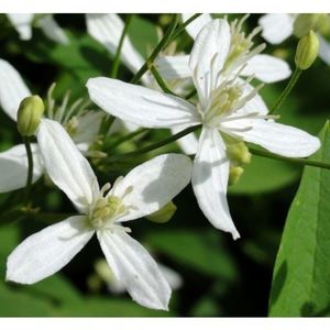 CLEMATIS_MANDSCHURICA-1