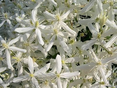 CLEMATIS_MANDSCHURICA-3