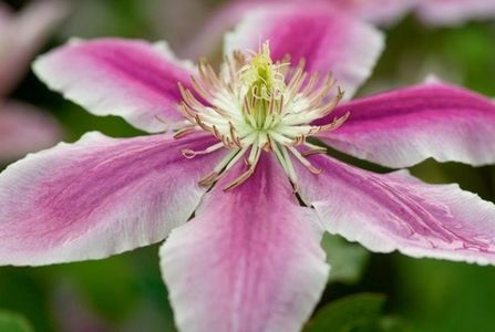 Clematis Doctor Ruppel- 9