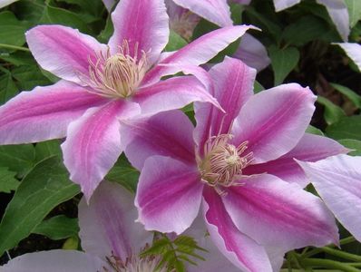 clematis-dr-ruppel-2