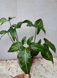 Syngonium Podophillum Angustatum (ca un fluturas)