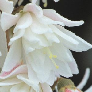 Deutzia Scabra Plena- 2