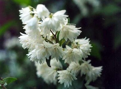 Deutzia Scabra Plena- 4