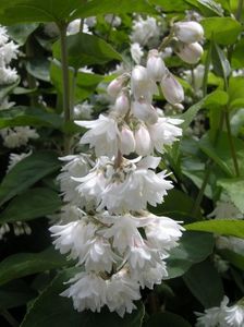 Deutzia Scabra Plena- 7