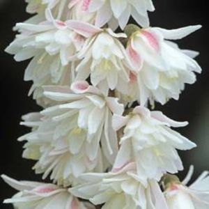 Deutzia Scabra Plena- 1