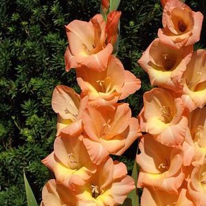 Gladiole Esta Bonita; Gladiole Esta Bonita - 1 pachet (5 bulbi) - 7,5 lei
