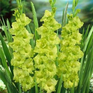 Gladiole Green Star; Gladiole Green Star - 1 pachet (5 bulbi) - 7,5 lei
