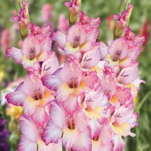 Gladiole Priscilla; Gladiole Priscilla - 1 pachet (5 bulbi) - 7,5 lei
